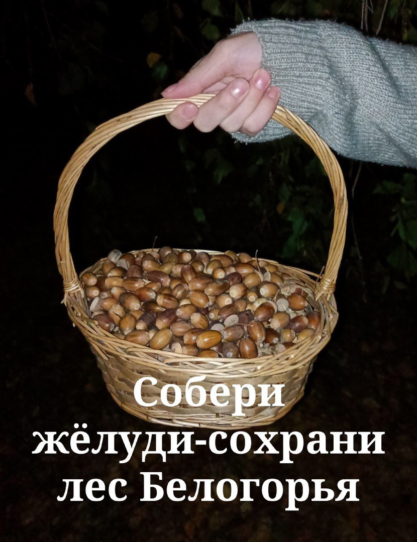 «Собери жёлуди — сохрани лес».